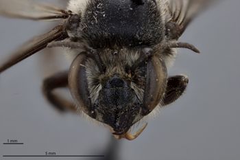 Media type: image;   Entomology 788763 Aspect: head frontal view